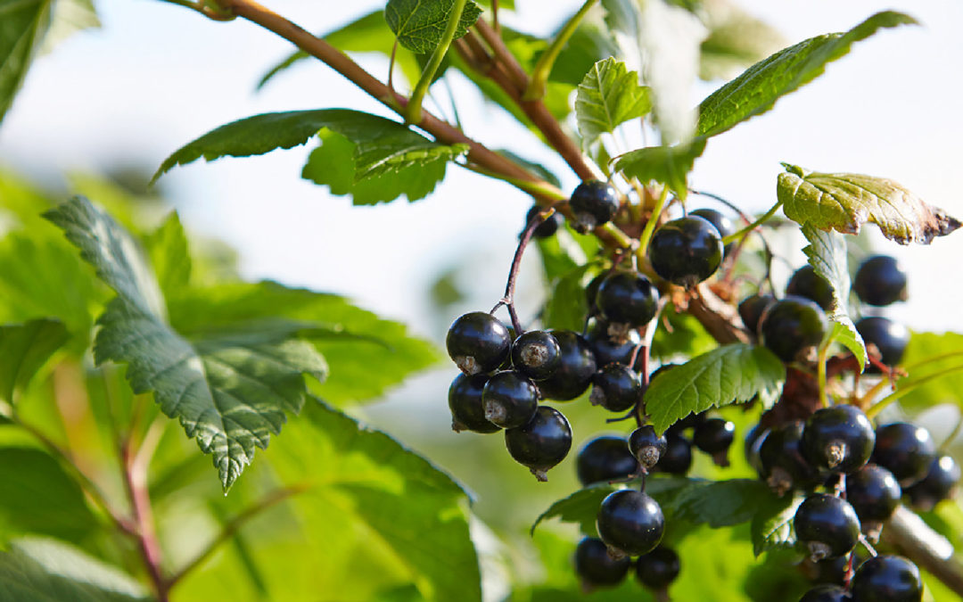Why do blackcurrants grow so well in the UK?
