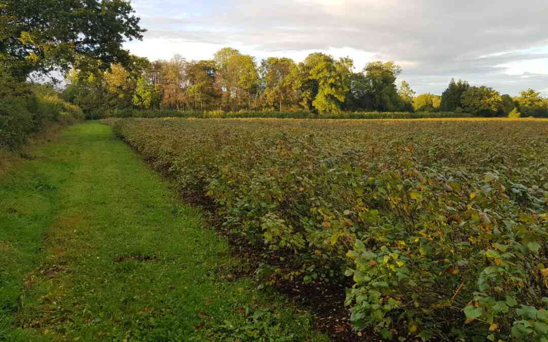 Blackcurrants love Autumn… and so do we!